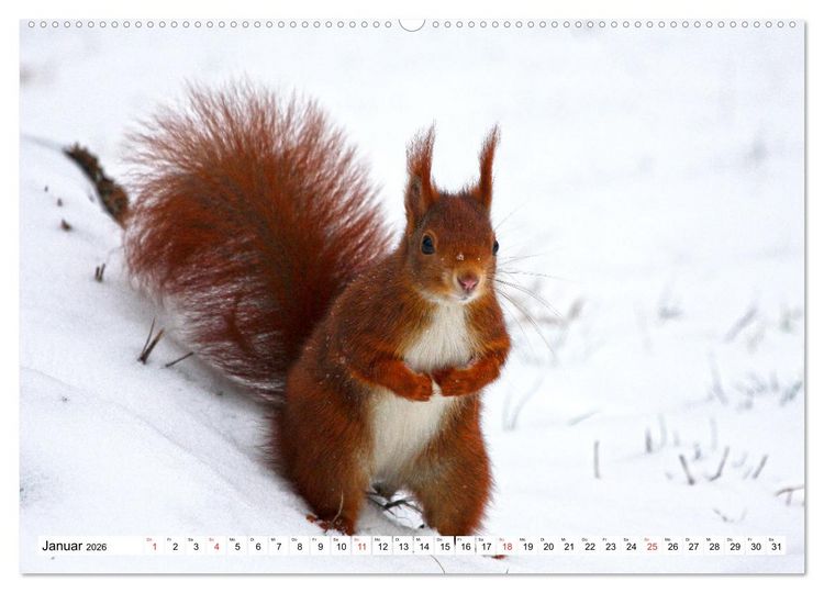 Produktbild: Eichh&ouml;rnchen in freier Natur (hochwertiger Premium Wandkalender 2026 DIN A2 quer), Kunstdruck in Hochglanz