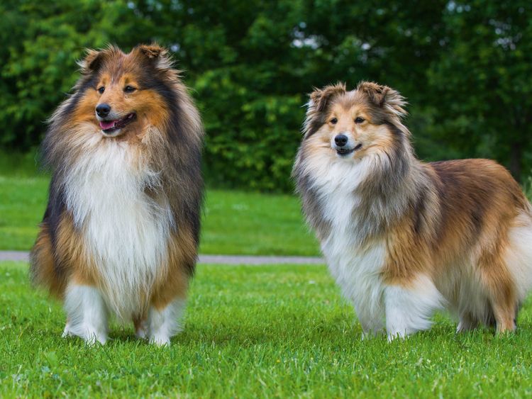 Produktbild: CALVENDO Puzzle Sheltie - Ein Traumpaar | 1000 Teile Lege-Gr&ouml;&szlig;e 64x48cm Foto-Puzzle f&uuml;r gl&uuml;ckliche Stunden