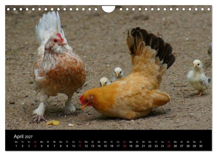 Produktbild: Die Welt der H&uuml;hner (Wandkalender 2027 DIN A4 quer), CALVENDO Monatskalender