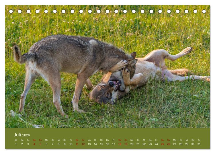 Produktbild: unter W&ouml;lfen (Tischkalender 2026 DIN A5 quer), CALVENDO Monatskalender