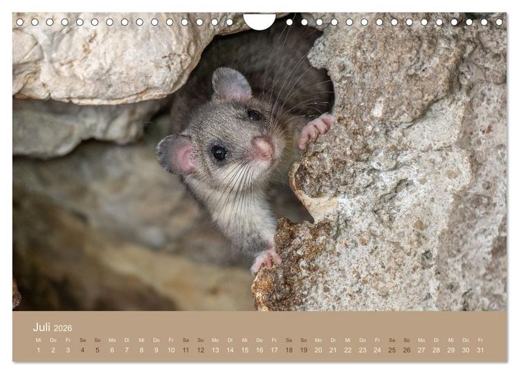 Produktbild: Jenseits der Z&auml;une (Wandkalender 2026 DIN A4 quer), CALVENDO Monatskalender