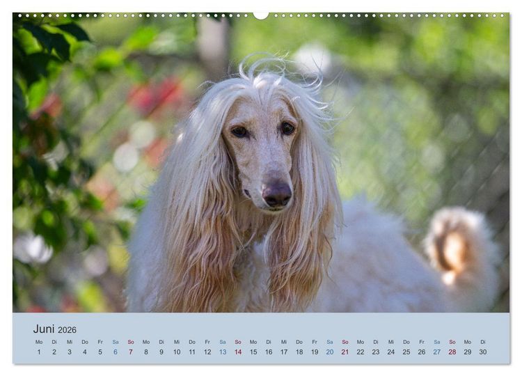 Produktbild: AFGHANISCHE WINDHUNDE 2026 (hochwertiger Premium Wandkalender 2026 DIN A2 quer), Kunstdruck in Hochglanz