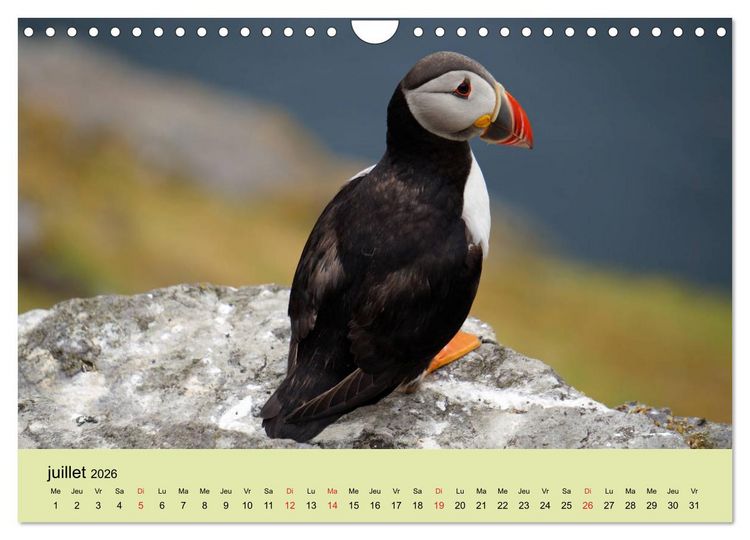 Produktbild: Macareux-moines Des petits oiseaux originaux! (Calendrier mural 2026 DIN A4 vertical), CALVENDO calendrier mensuel