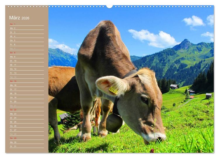 Produktbild: K&uuml;he / Geburtstagskalender (hochwertiger Premium Wandkalender 2026 DIN A2 quer), Kunstdruck in Hochglanz