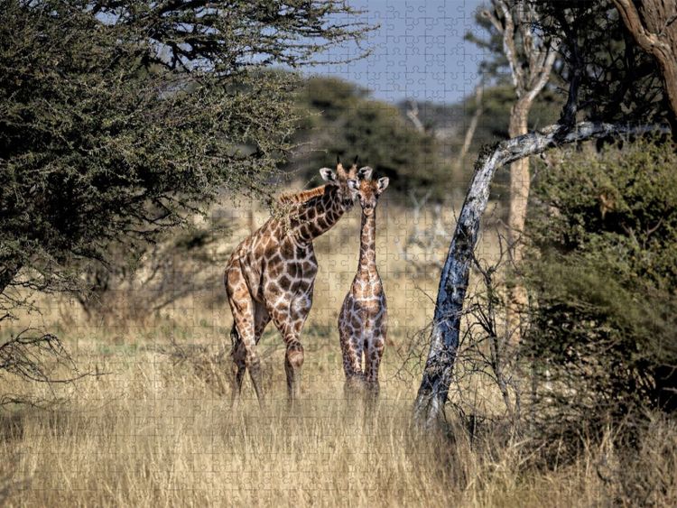 Produktbild: CALVENDO Puzzle Giraffen in der Savanne | 1000 Teile Lege-Gr&ouml;&szlig;e 64x48cm Foto-Puzzle f&uuml;r gl&uuml;ckliche Stunden