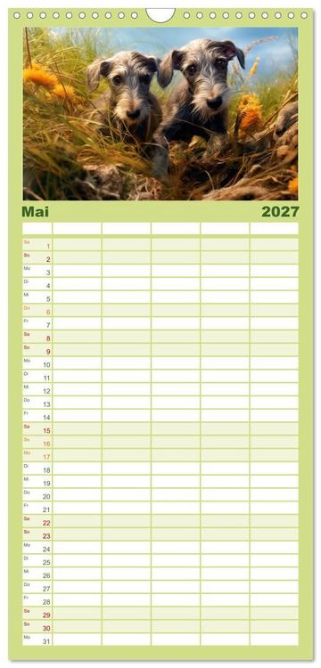 Produktbild: Familienplaner 2027 - Lurcher Portraits - Zwei Welpen entdecken die Welt mit 5 Spalten (Wandkalender, 21 x 45 cm) CALVENDO