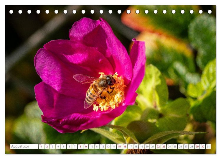 Produktbild: Naturerlebnis R&oslash;m&oslash; (Tischkalender 2026 DIN A5 quer), CALVENDO Monatskalender