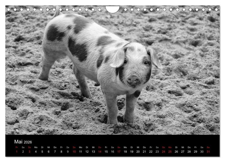 Produktbild: Das Leben der Schweine (Wandkalender 2026 DIN A4 quer), CALVENDO Monatskalender