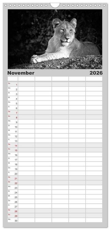 Produktbild: Familienplaner 2026 - L&ouml;wen schwarz wei&szlig; mit 5 Spalten (Wandkalender, 21 x 45 cm) CALVENDO
