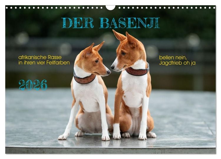 Produktbild: Der Basenji (Wandkalender 2026 DIN A3 quer), CALVENDO Monatskalender