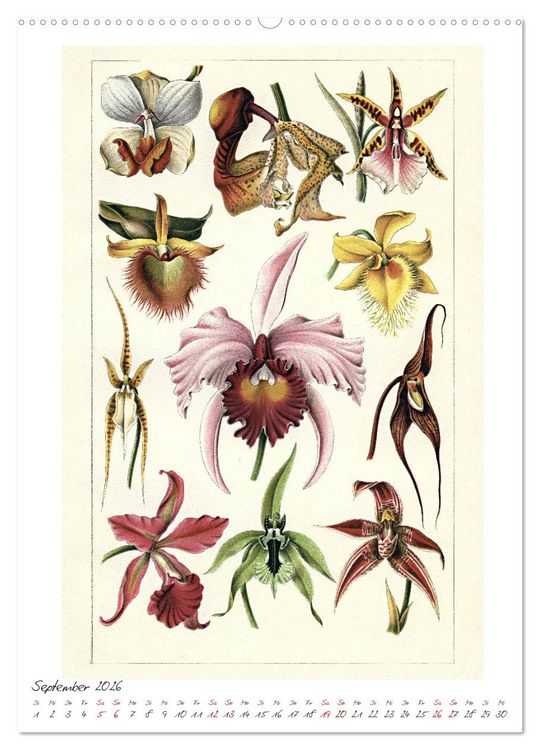 Produktbild: Formenspiele der Evolution. Chromolithographien des 19. Jahrhunderts (hochwertiger Premium Wandkalender 2026 DIN A2 hoch), Kunstdruck in Hochglanz