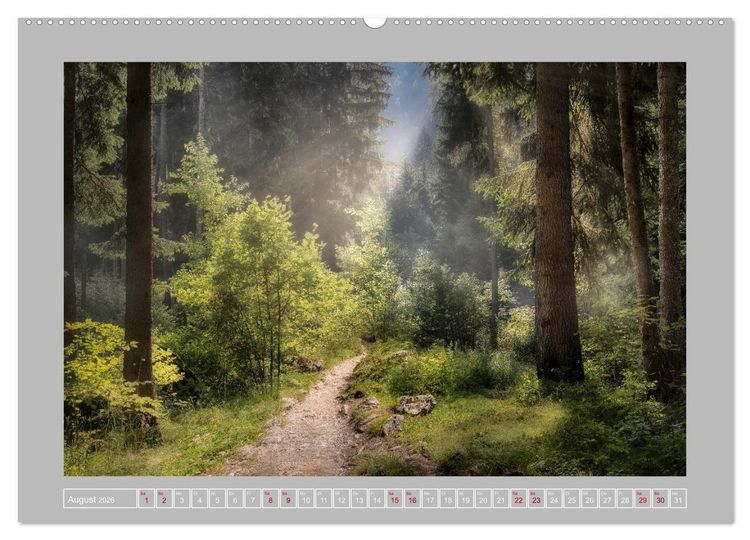 Produktbild: Wald im Licht (Wandkalender 2026 DIN A2 quer), CALVENDO Monatskalender
