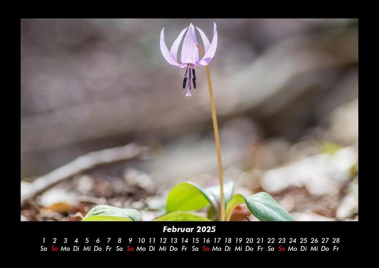 Produktbild: Blumenzauber 2025 Fotokalender DIN A3
