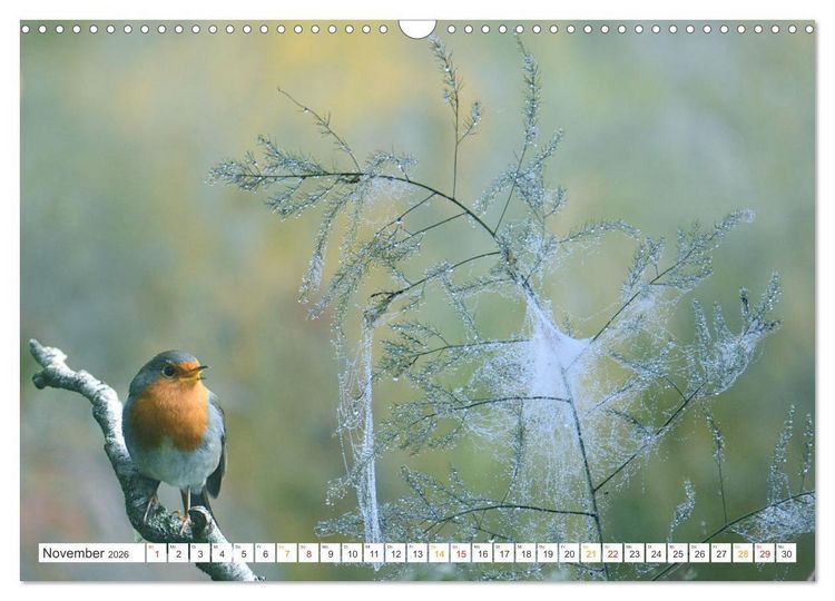 Produktbild: Das Rotkehlchen, ein Kleiner ganz Gro&szlig; (Wandkalender 2026 DIN A3 quer), CALVENDO Monatskalender