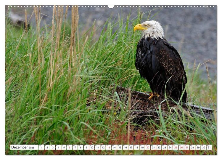 Produktbild: Tierwelt in den Canadian Rockies (hochwertiger Premium Wandkalender 2026 DIN A2 quer), Kunstdruck in Hochglanz