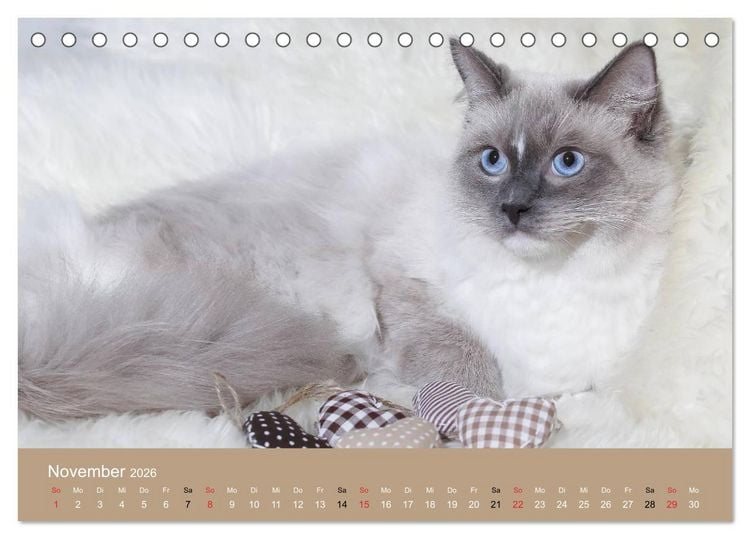 Produktbild: Verliebt in Ragdolls ... die sanfte Katzenrasse (Tischkalender 2026 DIN A5 quer), CALVENDO Monatskalender