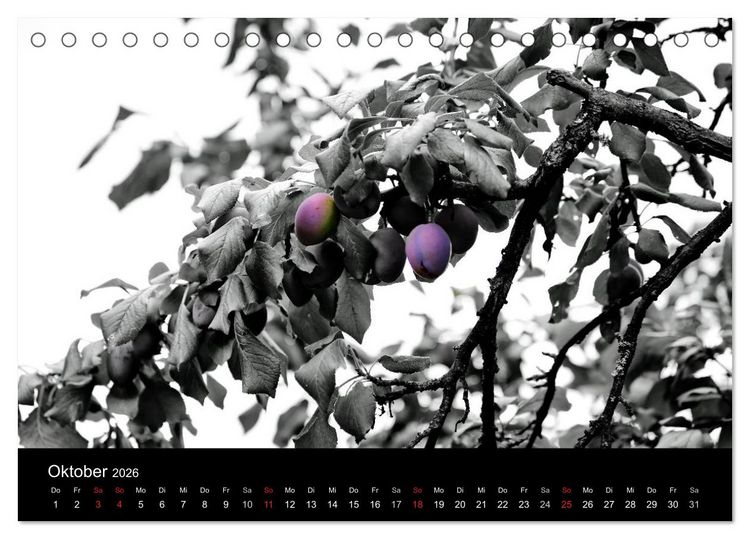 Produktbild: Farbtupfer (Tischkalender 2026 DIN A5 quer), CALVENDO Monatskalender