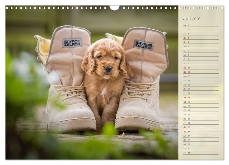 Produktbild: Englische Cocker Spaniel Welpen (Wandkalender 2026 DIN A3 quer), CALVENDO Monatskalender