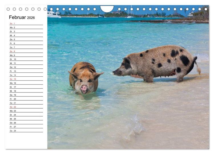 Produktbild: Schwimmende Schweine (Wandkalender 2026 DIN A4 quer), CALVENDO Monatskalender