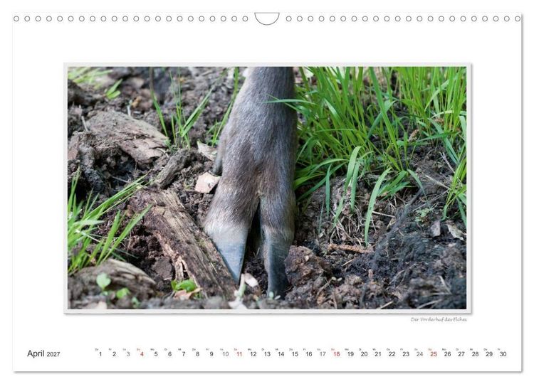 Produktbild: Emotionale Momente: Europ&auml;ischer Elch. (Wandkalender 2027 DIN A3 quer), CALVENDO Monatskalender