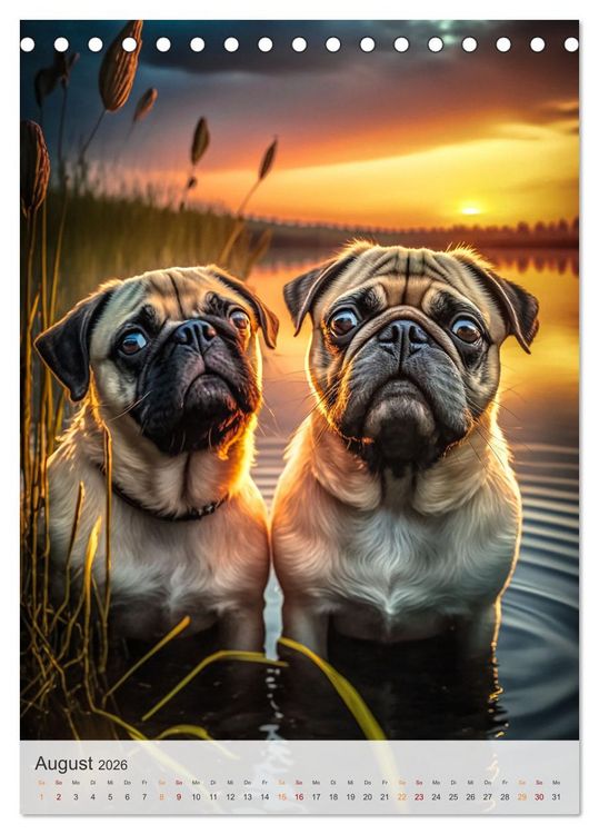 Produktbild: Mein Mops-Kalender (Tischkalender 2026 DIN A5 hoch), CALVENDO Monatskalender