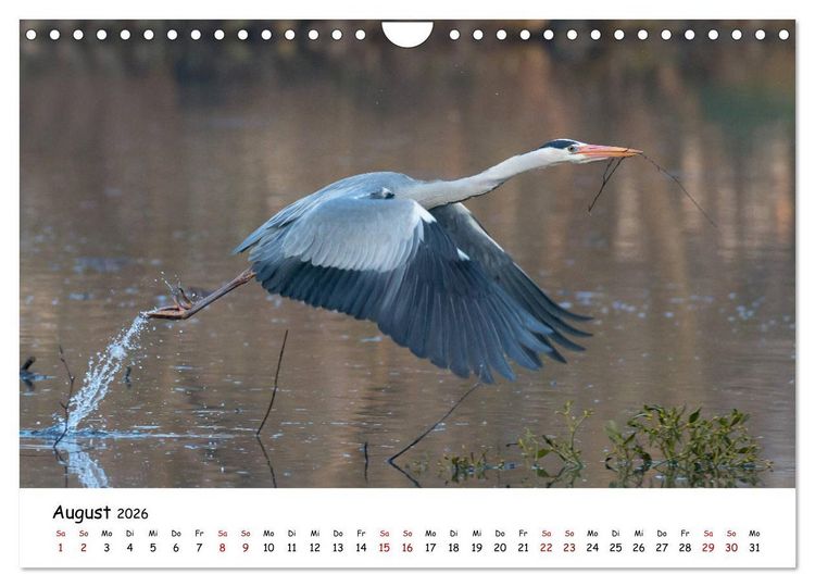 Produktbild: Die Graureiher vom Ahnepark (Wandkalender 2026 DIN A4 quer), CALVENDO Monatskalender