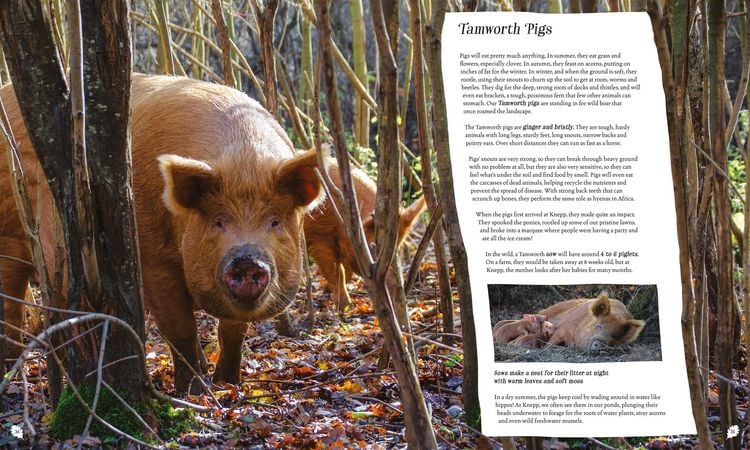 Produktbild: Wilding: How to Bring Wildlife Back - an Illustrated Guide