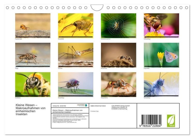 Produktbild: Kleine Wesen &ndash; Makroaufnahmen von einheimischen Insekten (Wandkalender 2026 DIN A4 quer), CALVENDO Monatskalender
