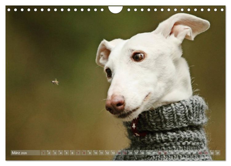 Produktbild: Zauberhafte Windhunde (Wandkalender 2026 DIN A4 quer), CALVENDO Monatskalender