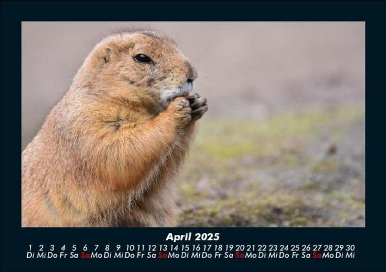 Produktbild: Der Tierkalender 2025 Fotokalender DIN A5