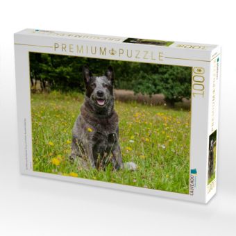 Produktbild: CALVENDO Puzzle Ein Motiv aus dem Kalender Power auf 4 Pfoten. Australian Cattle Dog | 1000 Teile Lege-Gr&ouml;&szlig;e 64x48cm Foto-Puzzle f&uuml;r gl&uuml;ckliche Stunden