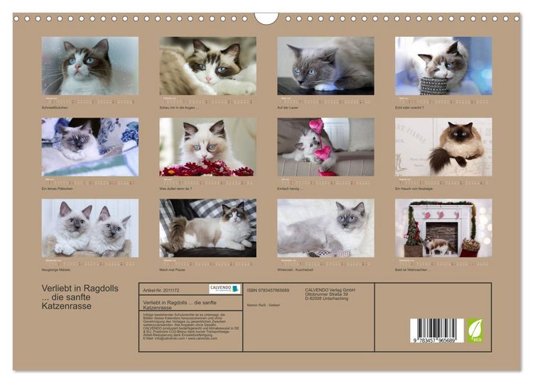 Produktbild: Verliebt in Ragdolls ... die sanfte Katzenrasse (Wandkalender 2026 DIN A3 quer), CALVENDO Monatskalender