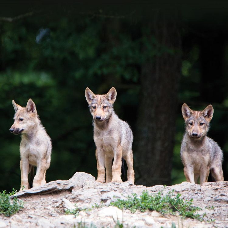 Produktbild: Wolves 2024