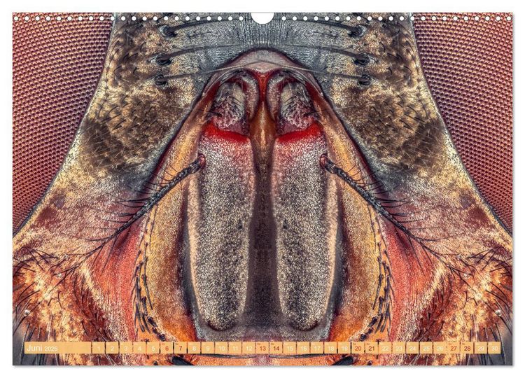Produktbild: Extreme Makroaufnahmen - Insekten so nah wie nie (Wandkalender 2026 DIN A3 quer), CALVENDO Monatskalender