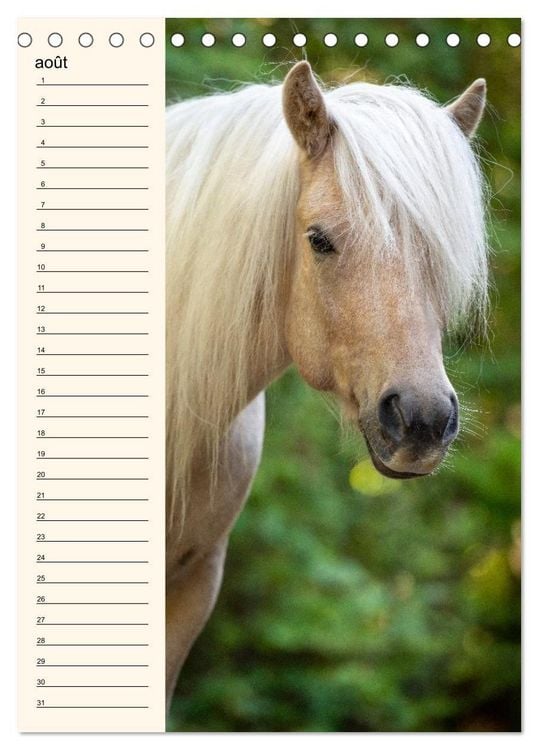Produktbild: Cheval islandais - Calendrier anniversaire (Calendrier de bureau 2026 DIN A5 horizontal), CALVENDO calendrier mensuel