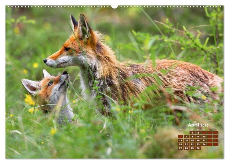 Produktbild: Tiere in freier Wildbahn by VogtArt (hochwertiger Premium Wandkalender 2026 DIN A2 quer), Kunstdruck in Hochglanz