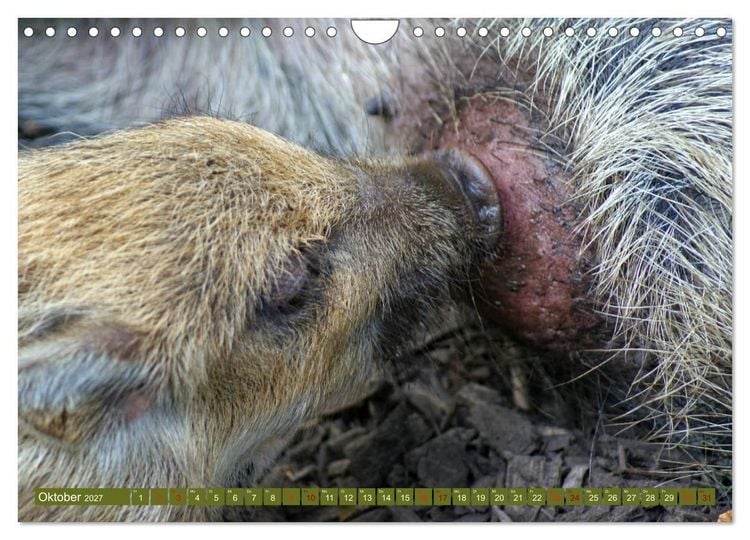 Produktbild: Wildschweins Kinderstube - Freche Frischlinge (Wandkalender 2027 DIN A4 quer), CALVENDO Monatskalender