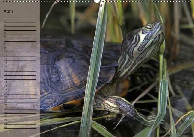 Produktbild: Schildkr&ouml;ten Geburtstagskalender (Wandkalender immerw&auml;hrend DIN A2 quer)