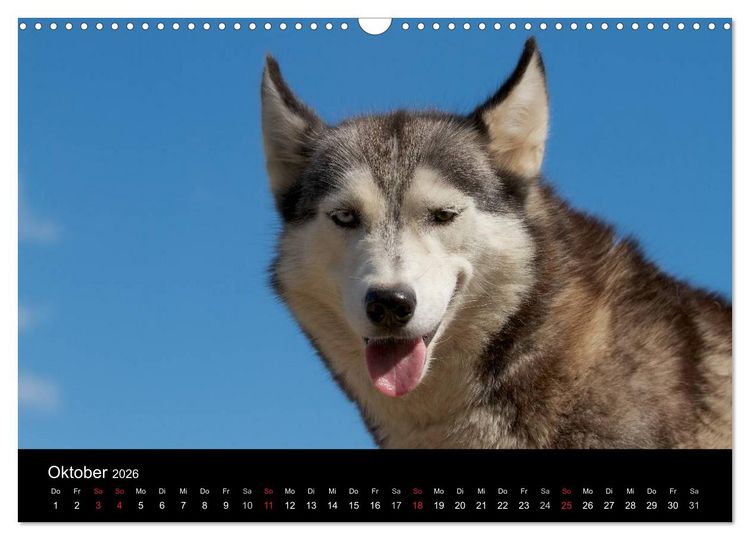 Produktbild: Huskys (Wandkalender 2026 DIN A3 quer), CALVENDO Monatskalender
