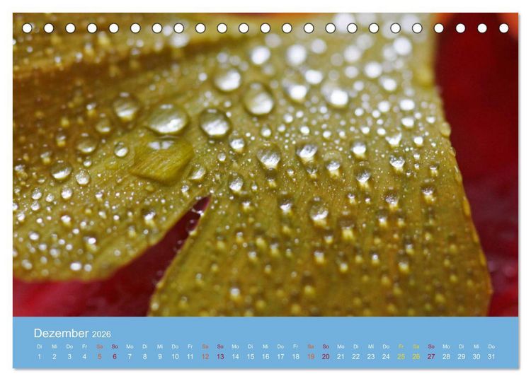 Produktbild: Geliebter Ginkgo (Tischkalender 2026 DIN A5 quer), CALVENDO Monatskalender