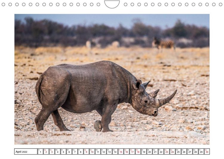 Produktbild: Wildlife - Tiere in Namibia (Wandkalender 2022 DIN A4 quer)