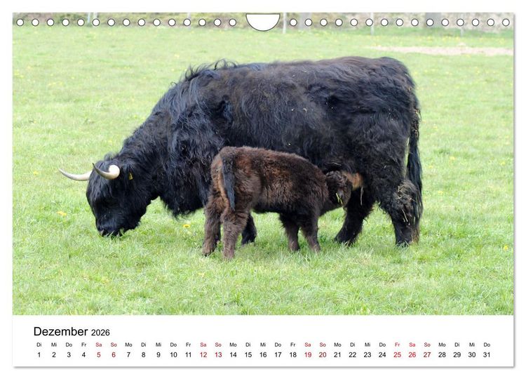 Produktbild: Die Schottischen Hochlandrinder und ihr Nachwuchs (Wandkalender 2026 DIN A4 quer), CALVENDO Monatskalender