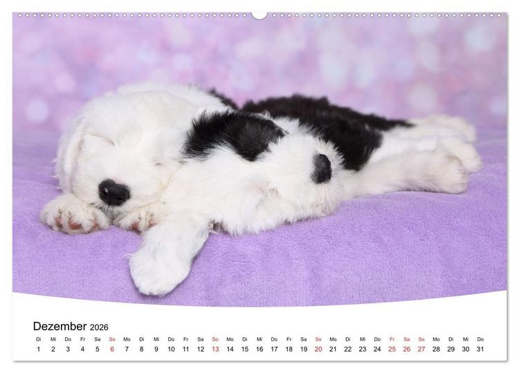 Produktbild: S&uuml;&szlig;e Tr&auml;ume 2026 - schlafende Hundewelpen (hochwertiger Premium Wandkalender 2026 DIN A2 quer), Kunstdruck in Hochglanz