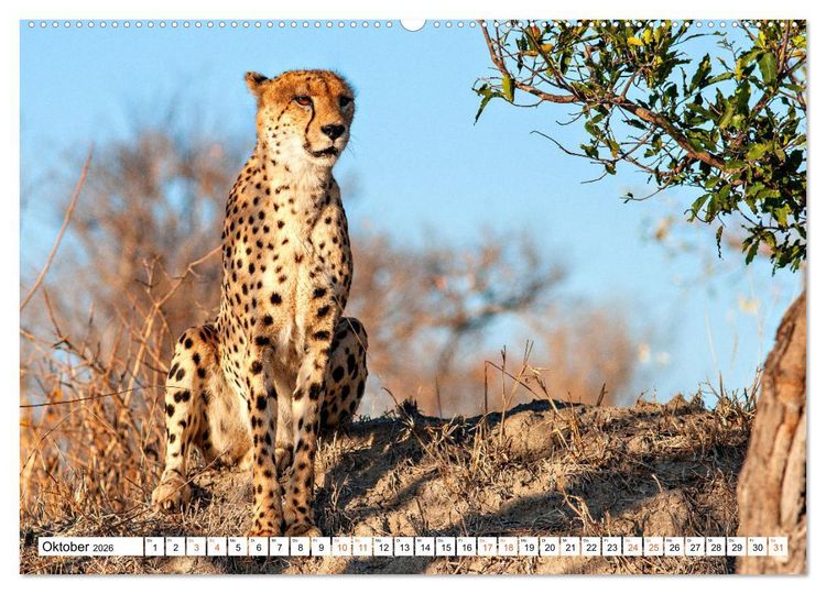 Produktbild: S&uuml;dafrikas wilde Katzen (hochwertiger Premium Wandkalender 2026 DIN A2 quer), Kunstdruck in Hochglanz