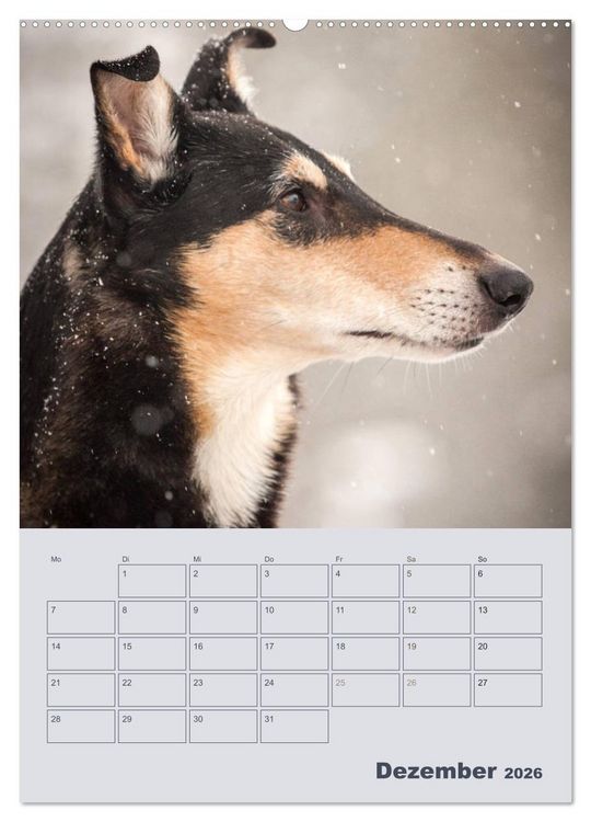 Produktbild: Kurzhaarcollies (Wandkalender 2026 DIN A2 hoch), CALVENDO Monatskalender