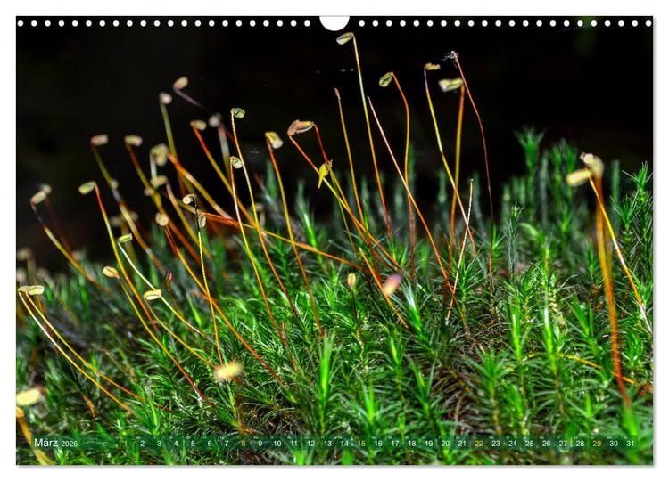 Produktbild: Spaziergang im Wald (Wandkalender 2026 DIN A3 quer), CALVENDO Monatskalender