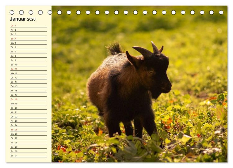 Produktbild: Ziegen. Lustige Ausbruchsk&uuml;nstler (Tischkalender 2026 DIN A5 quer), CALVENDO Monatskalender