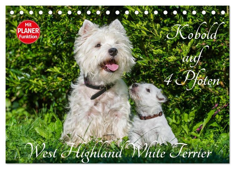 Produktbild: Kobold auf 4 Pfoten - West Highland White Terrier (Tischkalender 2026 DIN A5 quer), CALVENDO Monatskalender