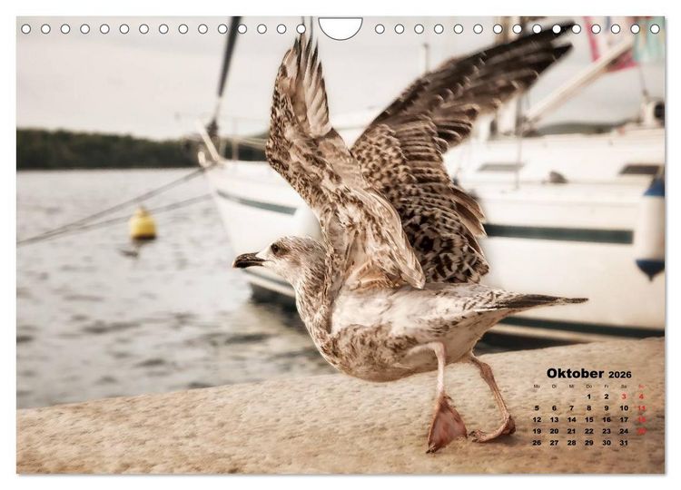 Produktbild: Wie ein Vogel in Rovinj! (Wandkalender 2026 DIN A4 quer), CALVENDO Monatskalender