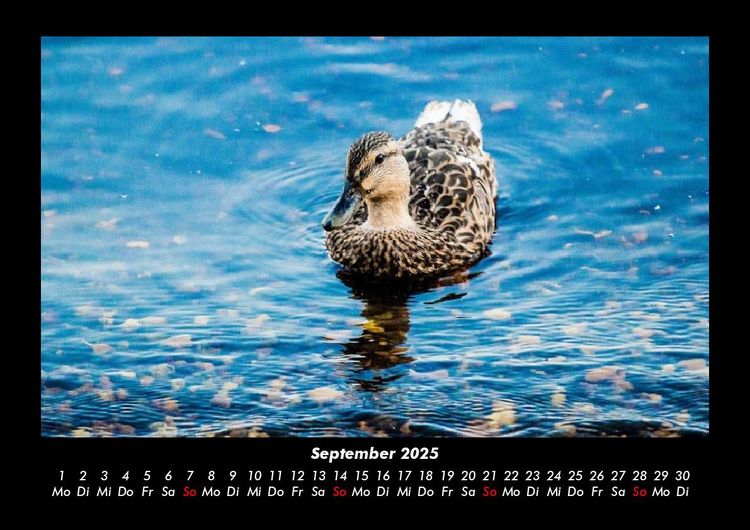 Produktbild: Seeblick 2025 Fotokalender DIN A3